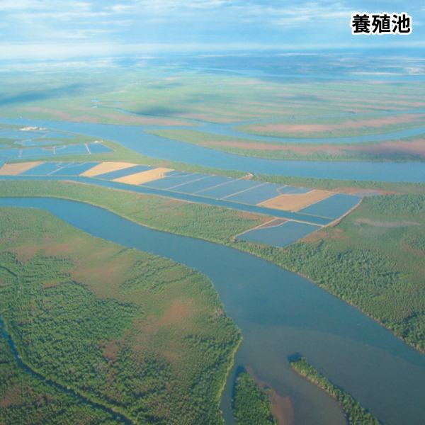 永遠のえび&reg; 『マダガスルージュ&reg;プレミアム』養殖池