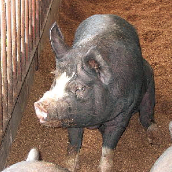 『アマニ黒豚』