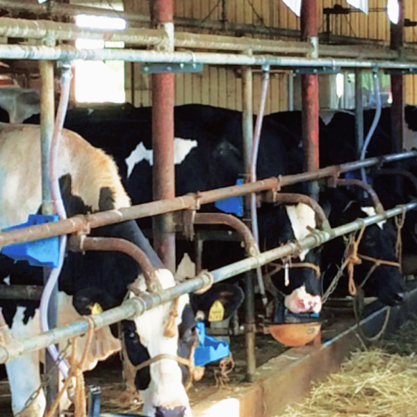 『アマニ母牛』