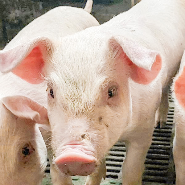 ごまんてん&reg;