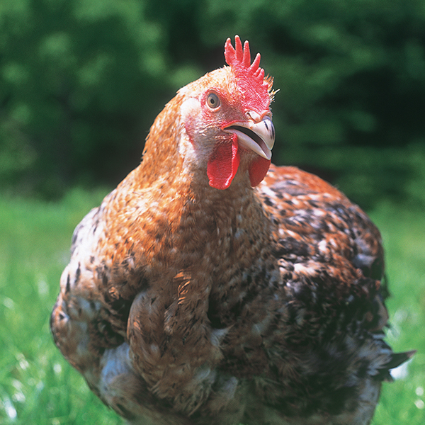 『純和鶏&reg;』